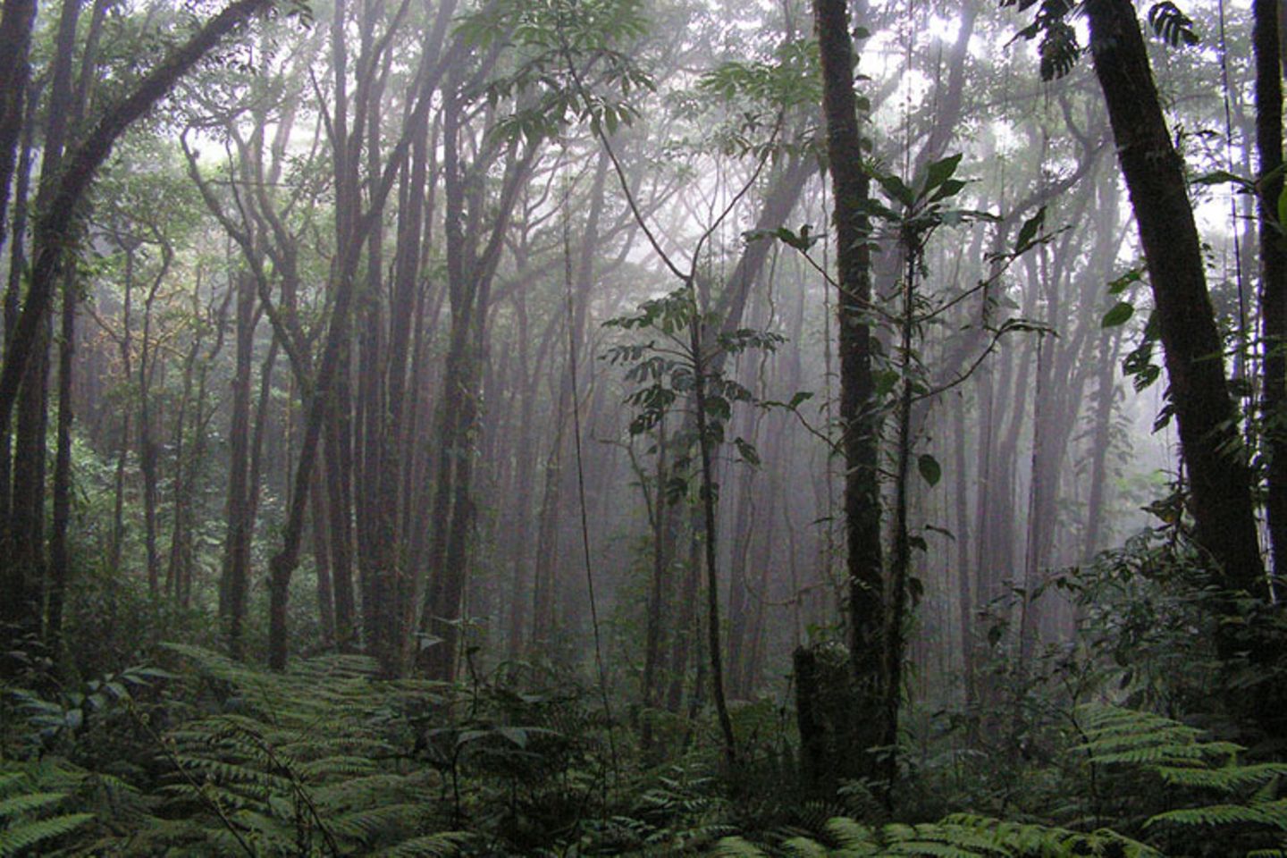 Nationalpark Monteverde, Costa Rica