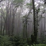 Nationalpark Monteverde, Costa Rica