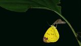 Schlüpfender Schmetterling im Regenwald von Borneo