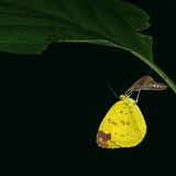 Schlüpfender Schmetterling im Regenwald von Borneo