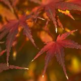 Herbstlich gefärbtes Laub