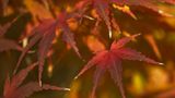 Herbstlich gefärbtes Laub