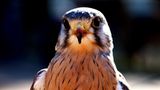 Turmfalke