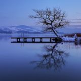 Eiche am Irrsee in Oberhofen, Oberösterreich
