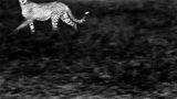 Geisterhafter Gepard