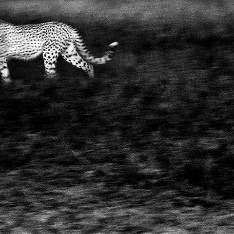 Geisterhafter Gepard