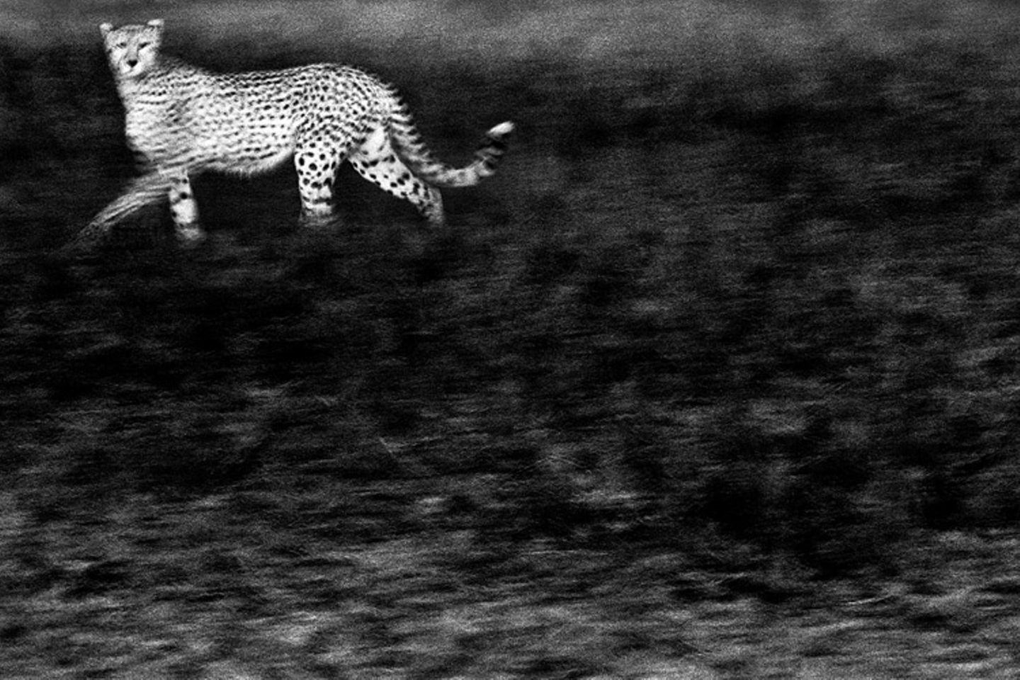 Geisterhafter Gepard