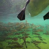 Rette sich, wer kann!