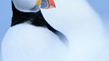 Clowns im Schnee