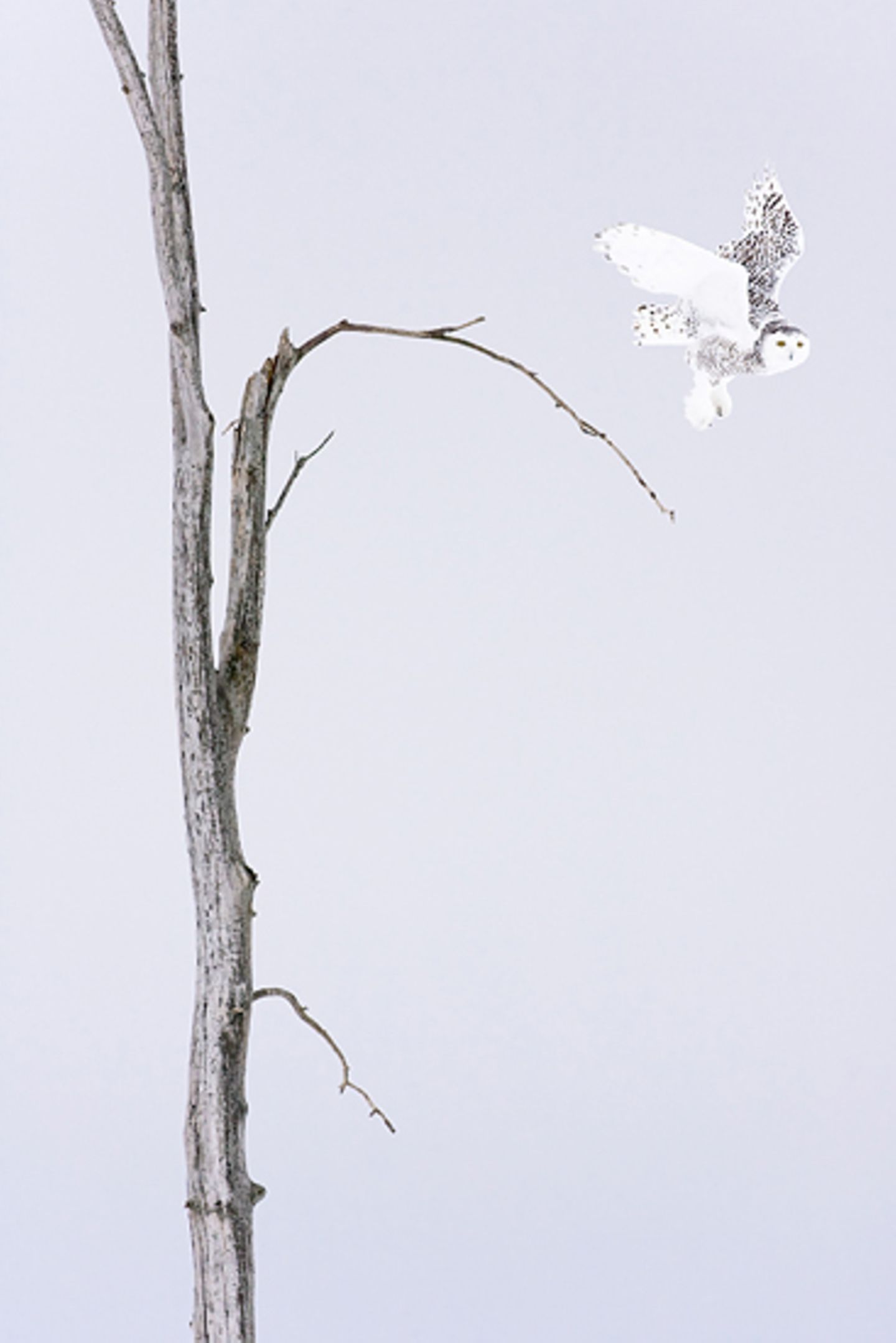 Schneeeule