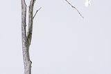 Schneeeule