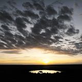 Hyäne bei Sonnenaufgang