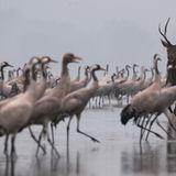 Rothirsch zwischen Kranichen