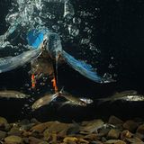Eisvogel bei der Unterwasserjagd