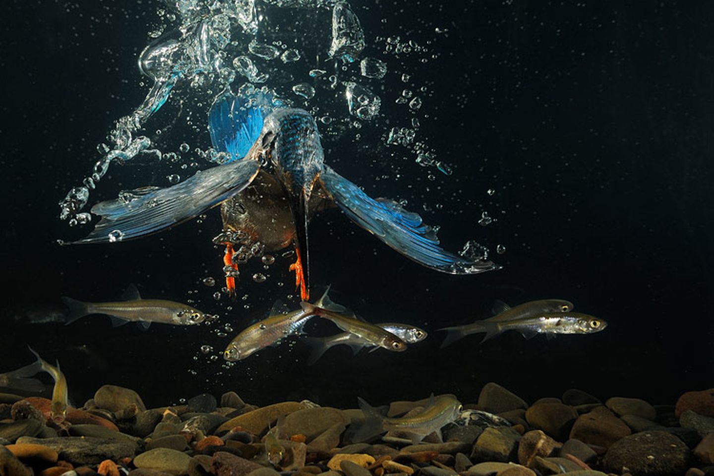 Eisvogel bei der Unterwasserjagd