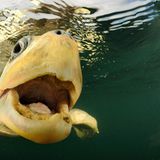 Das große Comeback I