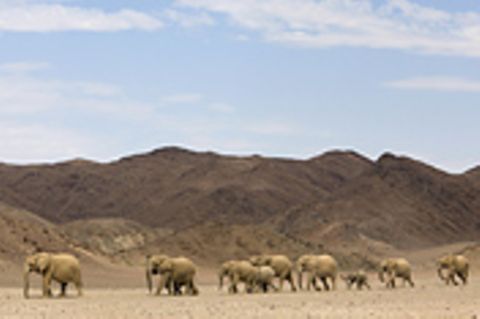 Fotogalerie: Fotogalerie: Afrikas letzte Wildnis