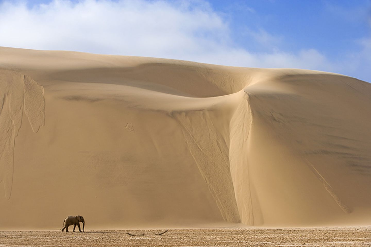 Elefant