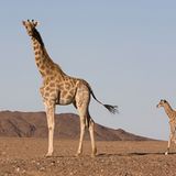 Wüstengiraffe