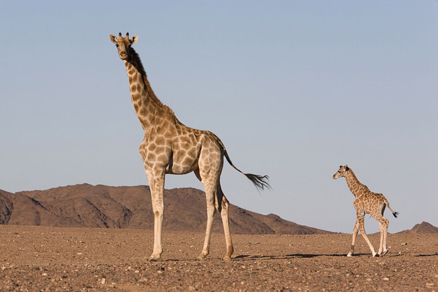 Wüstengiraffe
