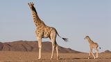 Wüstengiraffe