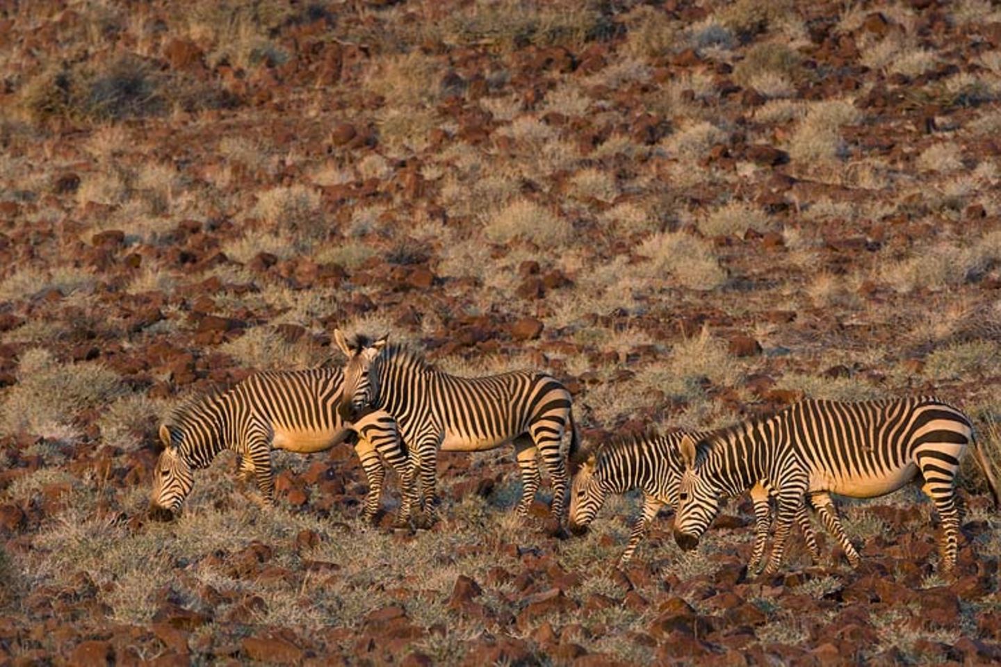 Bergzebras