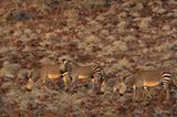 Bergzebras