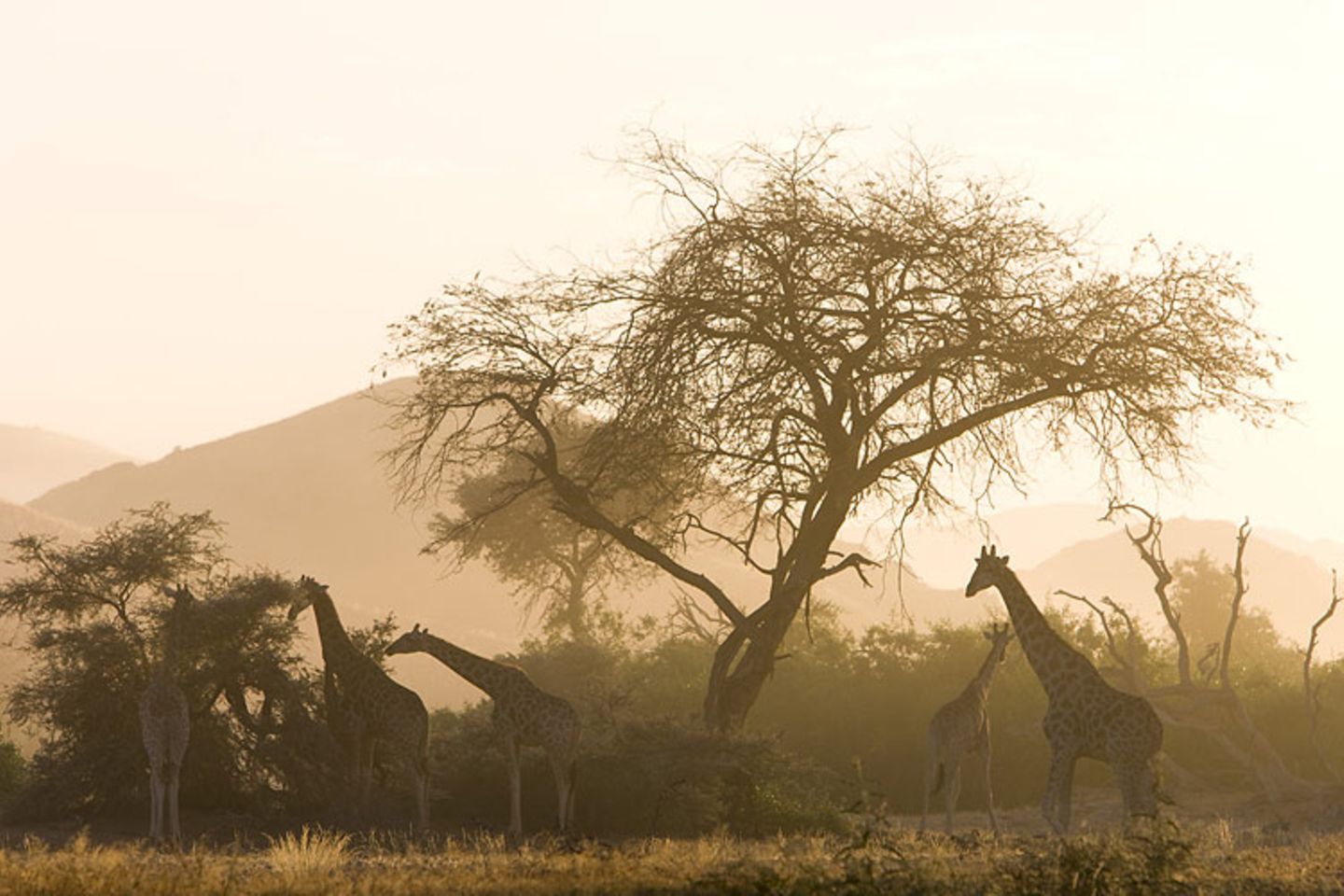 Wüstengiraffen