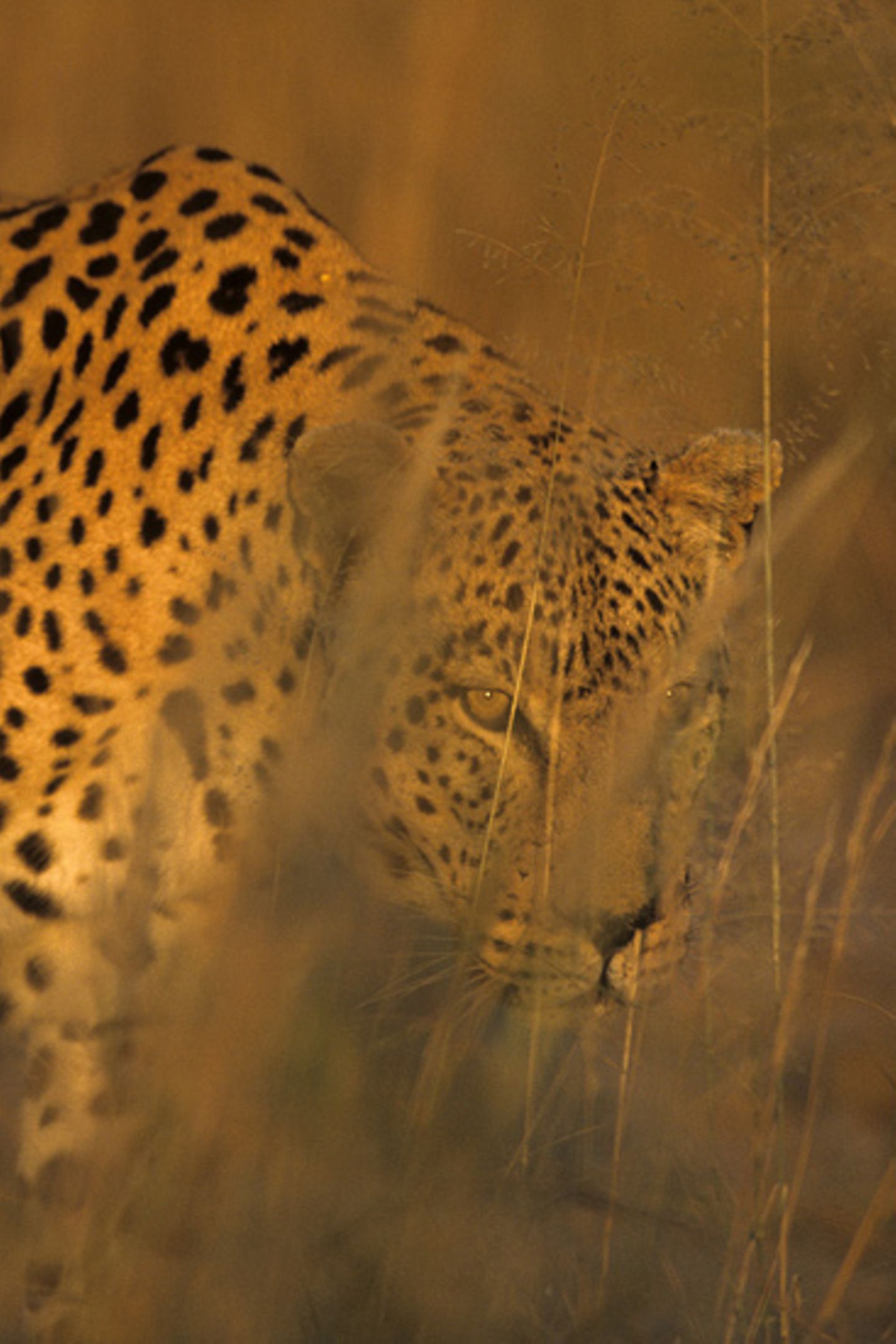 Leopard
