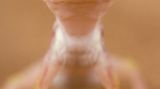 Namib-Sandgecko