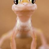 Namib-Sandgecko
