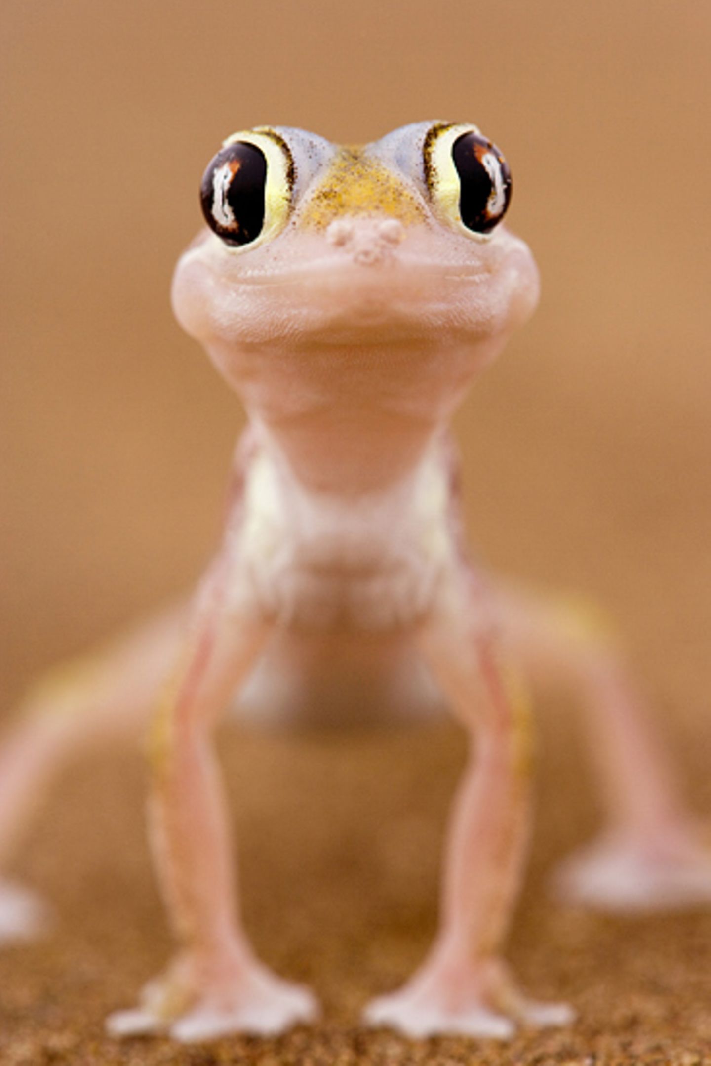 Namib-Sandgecko