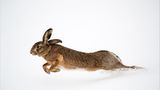 Hase im Schnee
