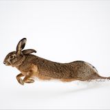 Hase im Schnee