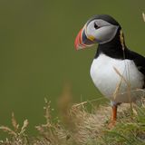 Papageitaucher am Kap Dyrhólaey, Island