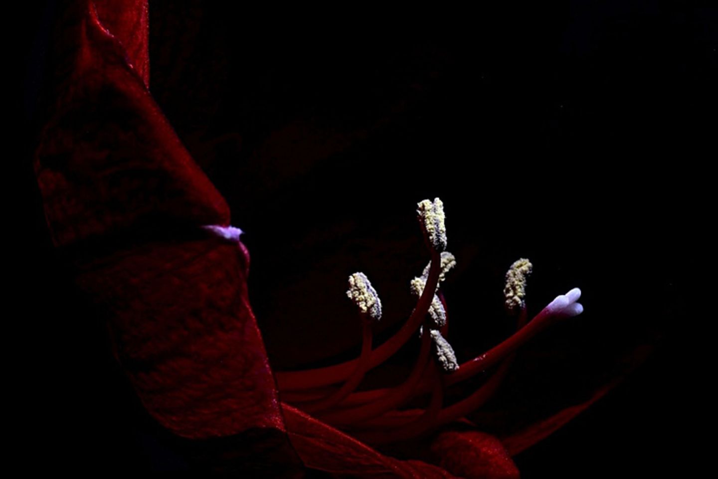Amaryllis