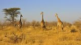 Giraffen im Ruaha-Nationalpark