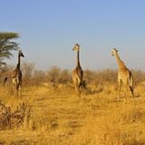 Giraffen im Ruaha-Nationalpark