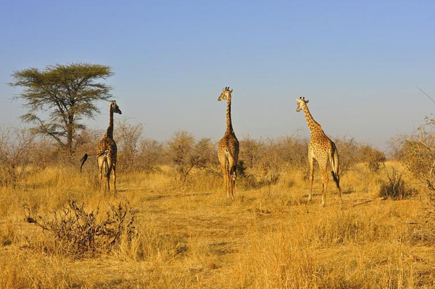 Giraffen im Ruaha-Nationalpark