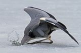 Graureiher bei der Jagd am Eisloch