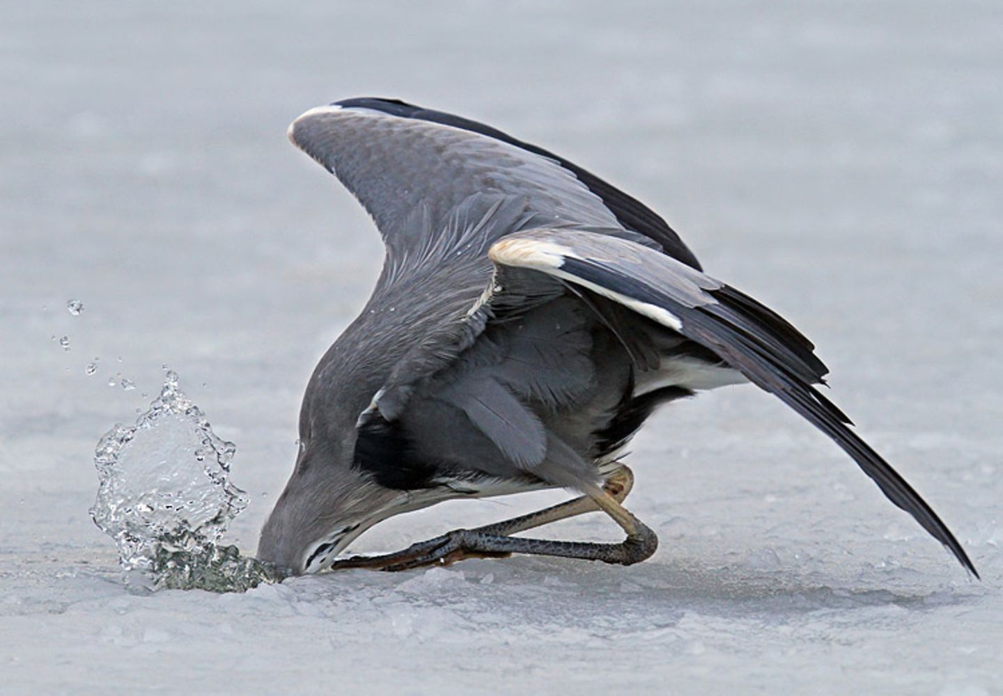 Graureiher bei der Jagd am Eisloch