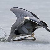 Graureiher bei der Jagd am Eisloch