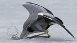 Graureiher bei der Jagd am Eisloch