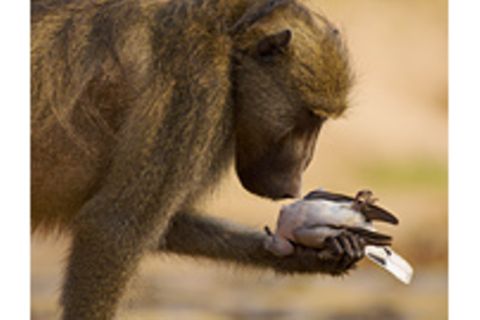 Fotogalerie: Fotogalerie: Der Naturfotograf des Jahres 2010
