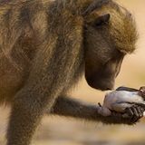 Fotogalerie: Fotogalerie: Der Naturfotograf des Jahres 2010