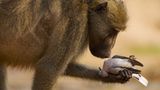 Fotogalerie: Fotogalerie: Der Naturfotograf des Jahres 2010