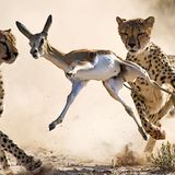 Fotogalerie: Fotogalerie: Der Naturfotograf des Jahres 2010 - Bild 2