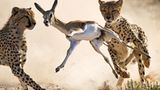 Fotogalerie: Fotogalerie: Der Naturfotograf des Jahres 2010 - Bild 2
