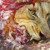 Fotogalerie: Fotogalerie: Der Naturfotograf des Jahres 2010 - Bild 3