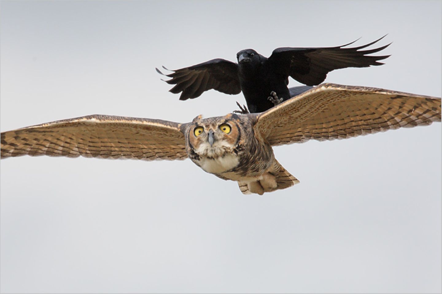 Fotogalerie: Fotogalerie: Der Naturfotograf des Jahres 2010 - Bild 4